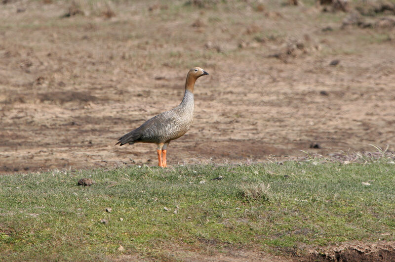 Ruddy-headed Gooseadult breeding