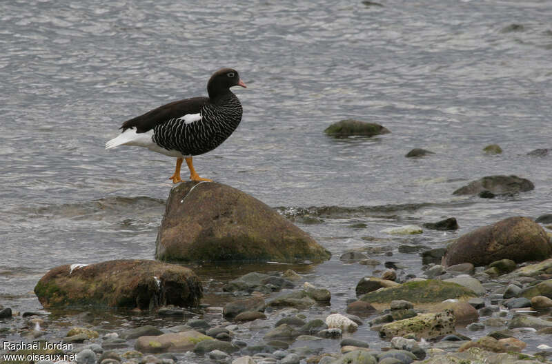 Kelp Goose female adult, identification