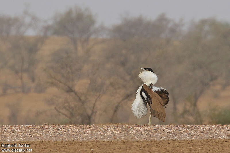 Great Indian Bustard male adult breeding, identification