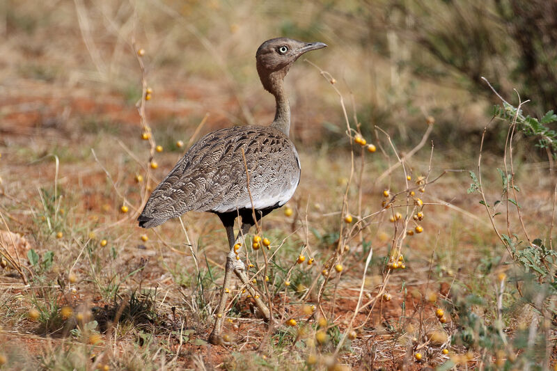 Buff-crested Bustard male adult