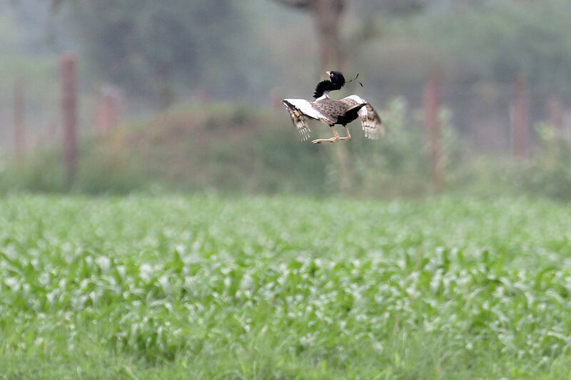 Lesser Florican male adult breeding, courting display