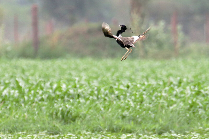 Lesser Florican male adult breeding, courting display