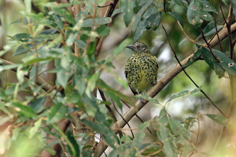 Sharpbill