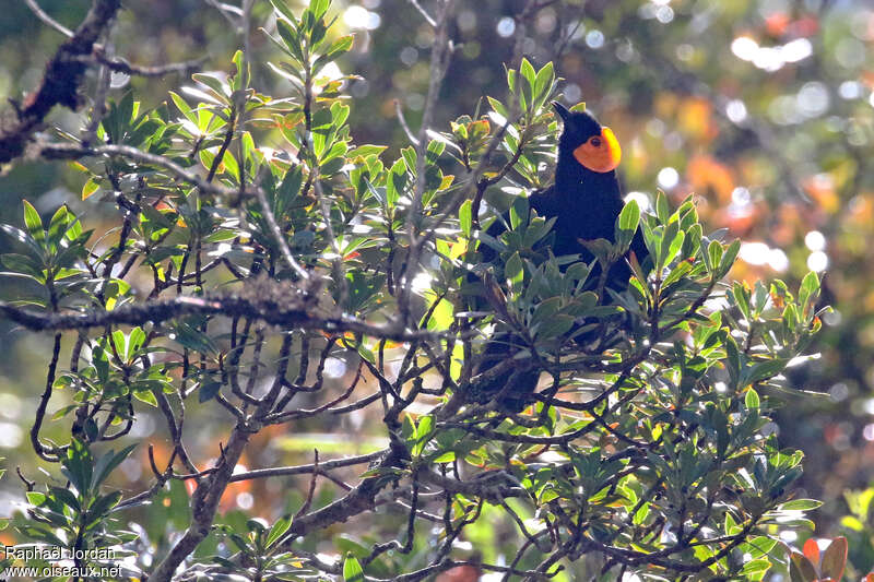 MacGregor's Honeyeateradult