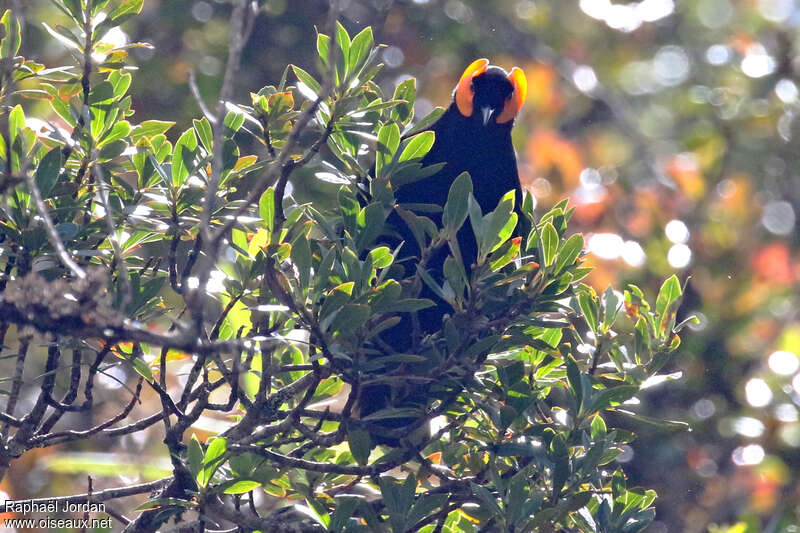 MacGregor's Honeyeateradult