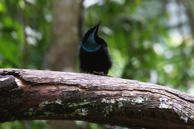 Magnificent Riflebird male adult breeding, courting display