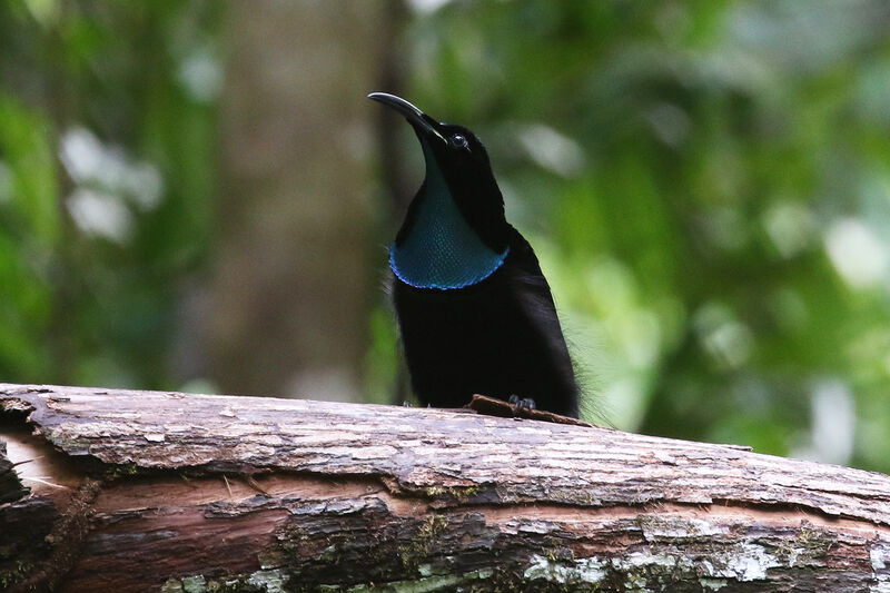 Magnificent Riflebird male adult breeding, courting display