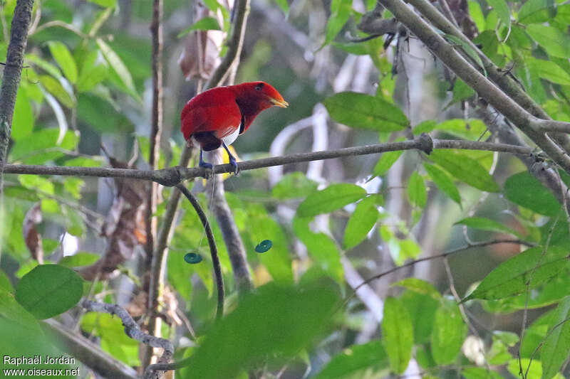 Paradisier royal mâle adulte nuptial, identification