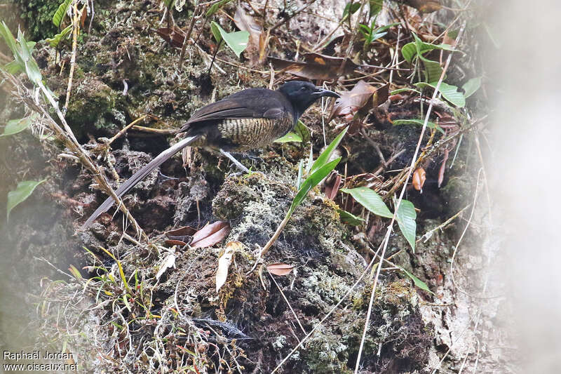 Splendid Astrapia female adult, identification