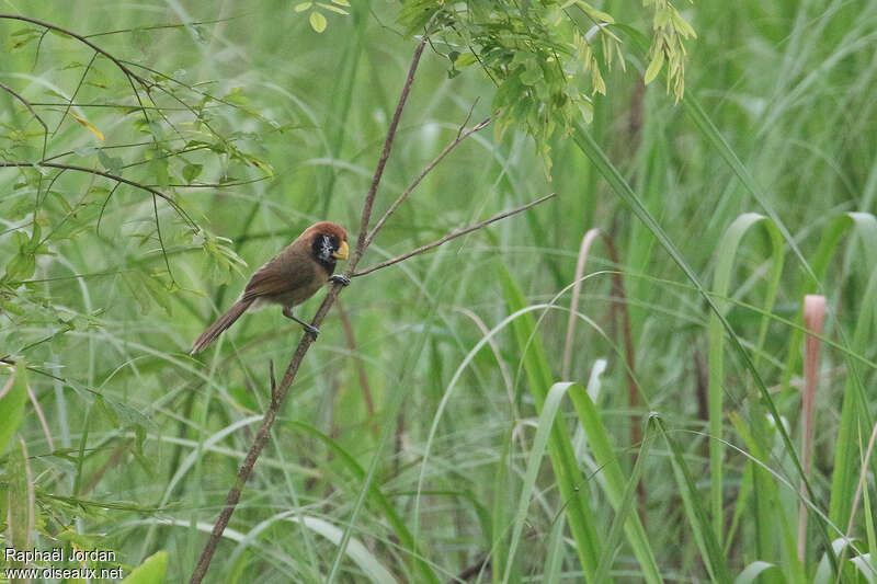 Black-breasted Parrotbilladult