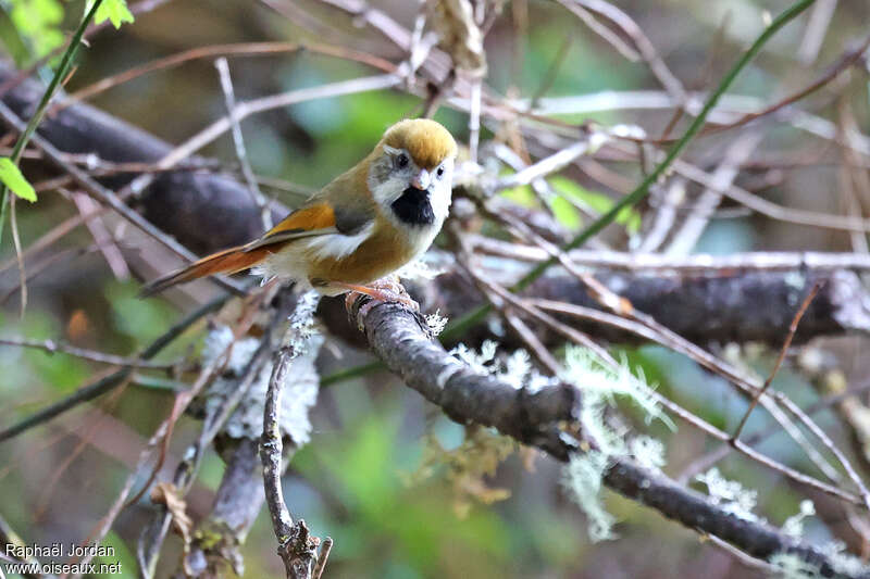 Paradoxornis de Verreaux