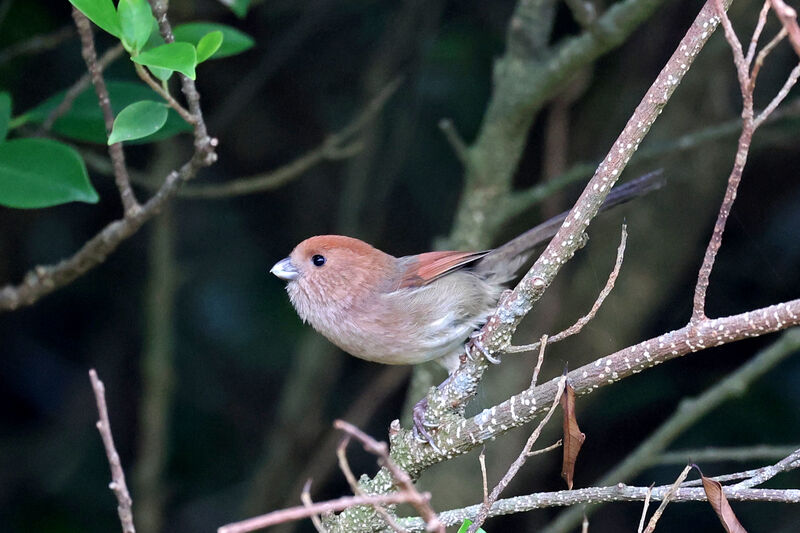 Vinous-throated Parrotbill