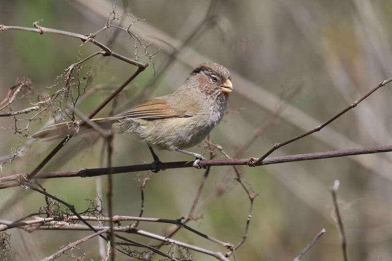 Brown Parrotbilladult