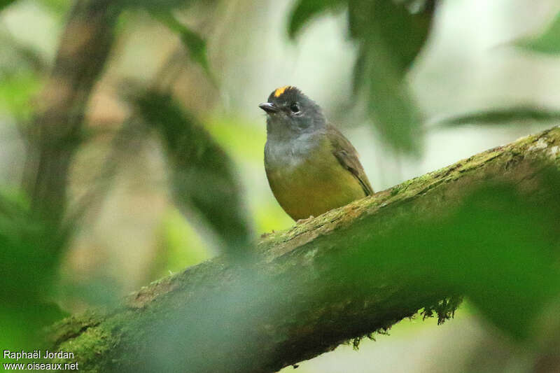 Grey-throated Warbleradult, close-up portrait