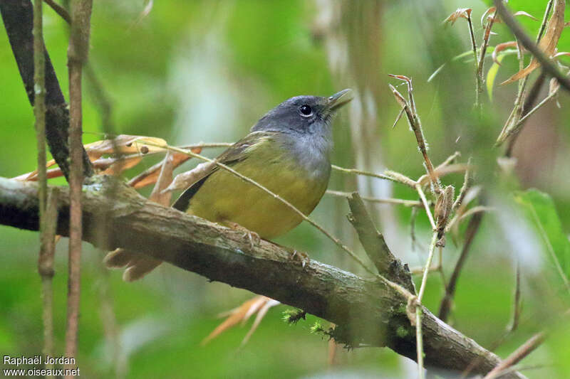 Grey-throated Warbleradult, identification