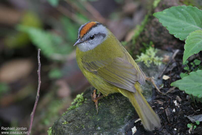 Paruline à diadèmeadulte, identification