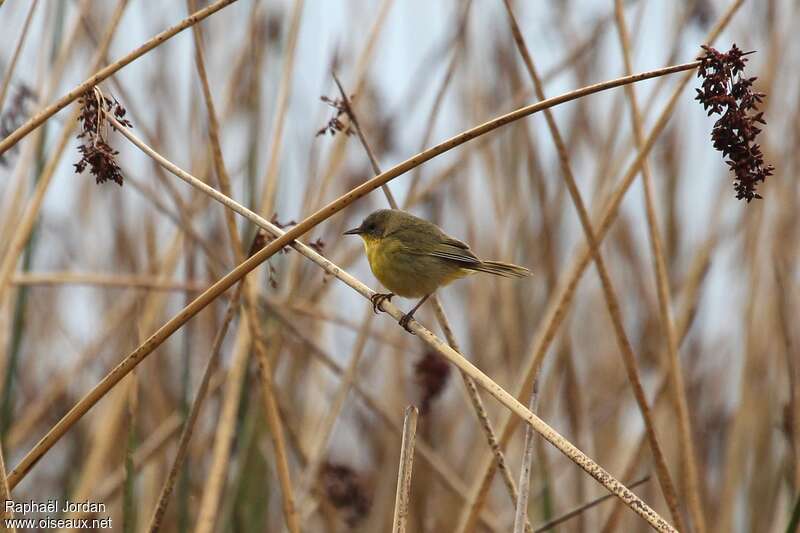 Black-polled Yellowthroat female adult