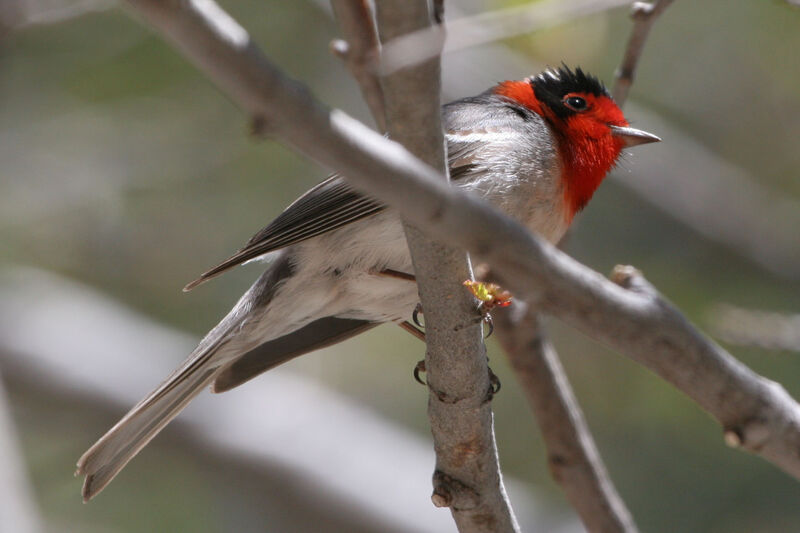 Red-faced Warbleradult