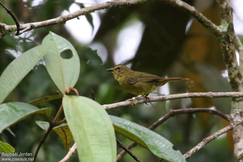 Paruline à ventre doréadulte, identification, chant