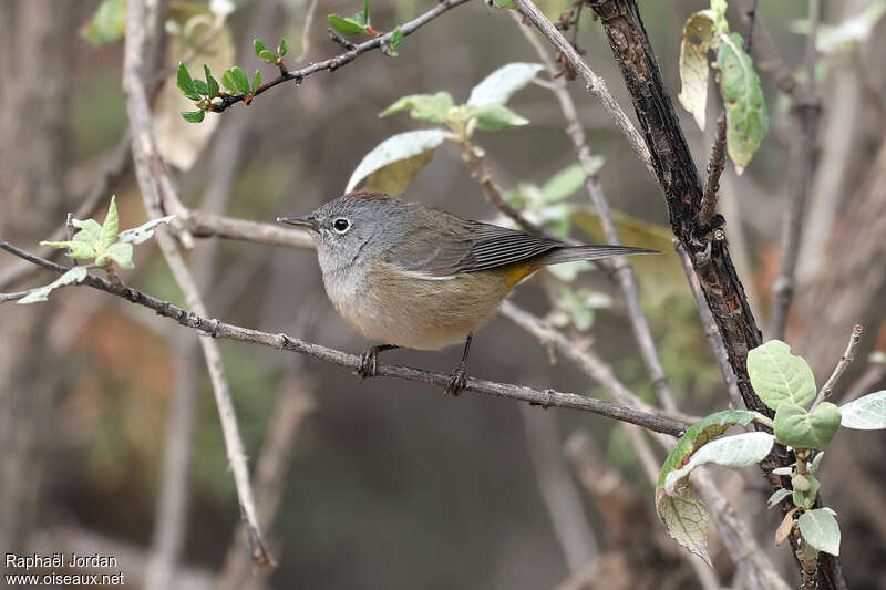 Paruline de Colimaadulte