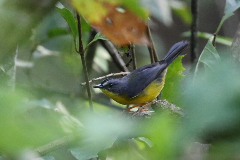 Paruline de Fraseradulte