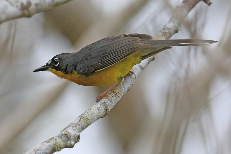 Fan-tailed Warbleradult