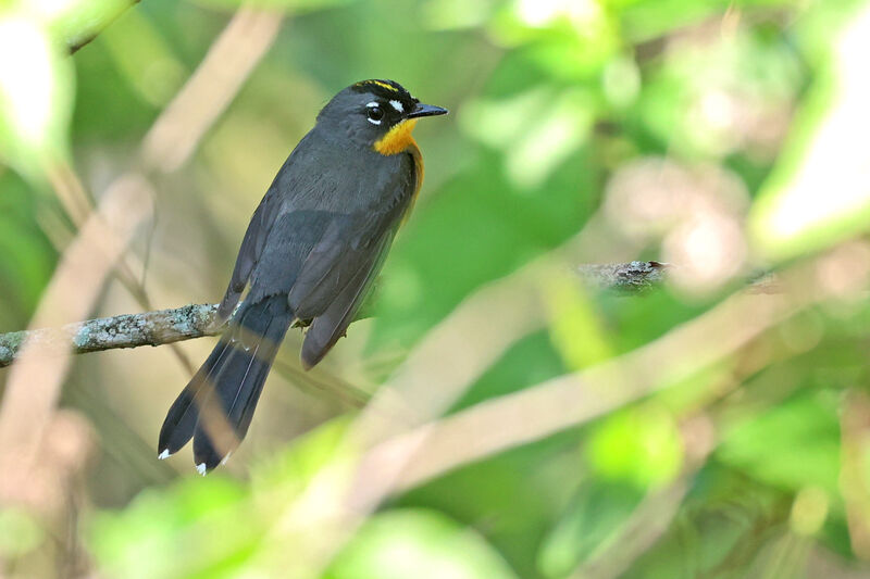 Fan-tailed Warbleradult