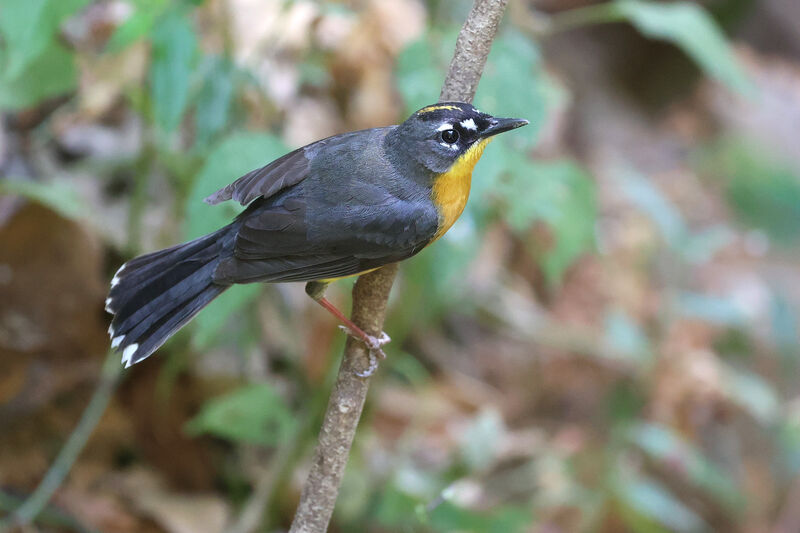 Fan-tailed Warbleradult