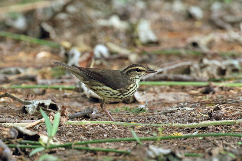 Paruline des ruisseaux