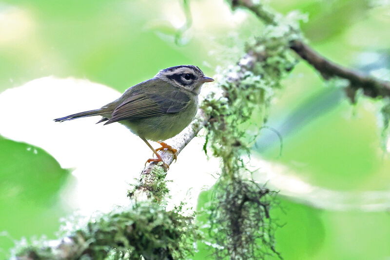 Black-eared Warbler