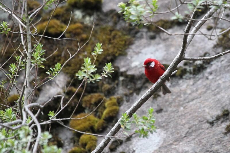 Paruline rougeadulte