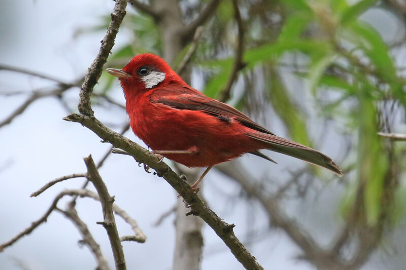 Red Warbleradult