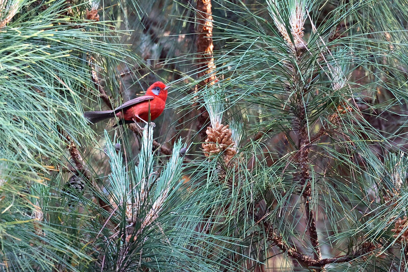 Paruline rouge