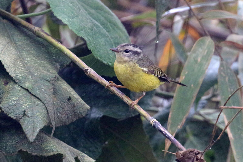 Three-banded Warbleradult