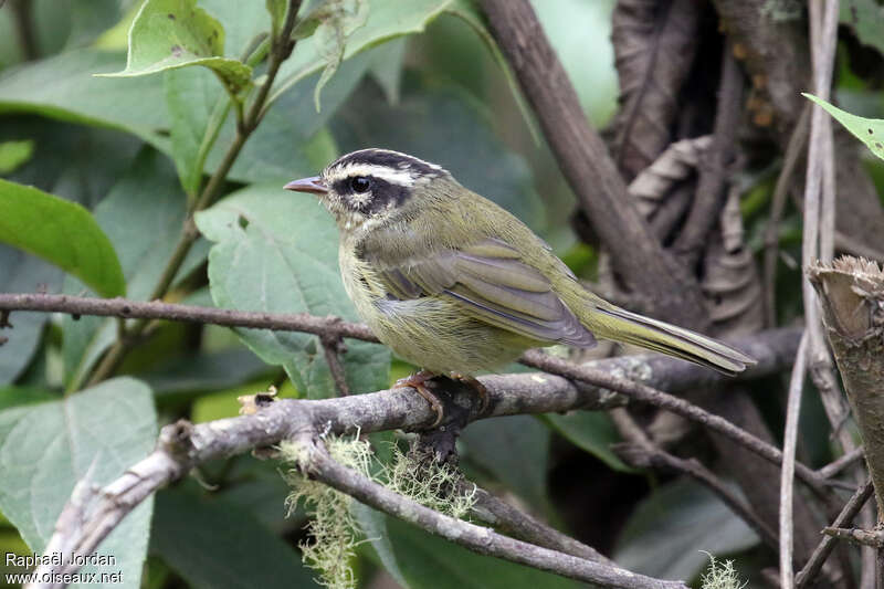 Three-striped Warbleradult, identification