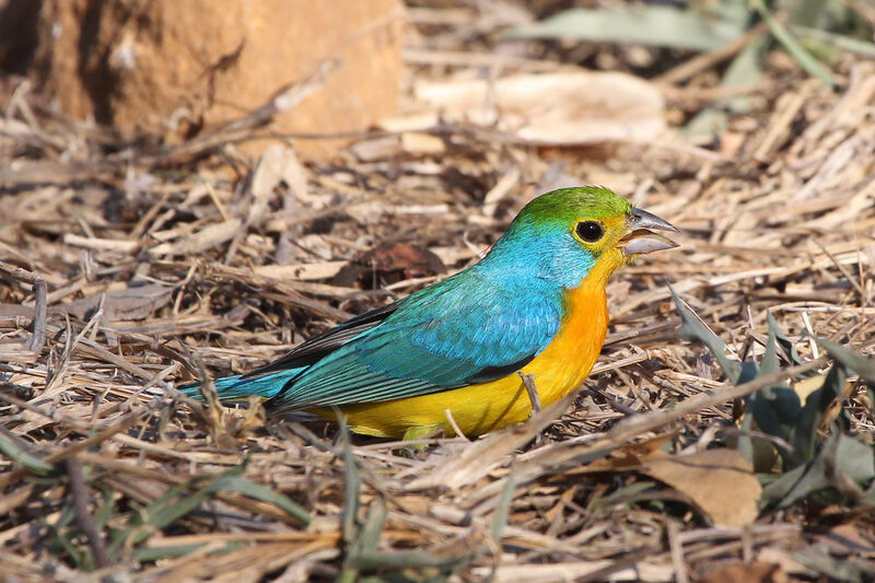 Orange-breasted Bunting male adult