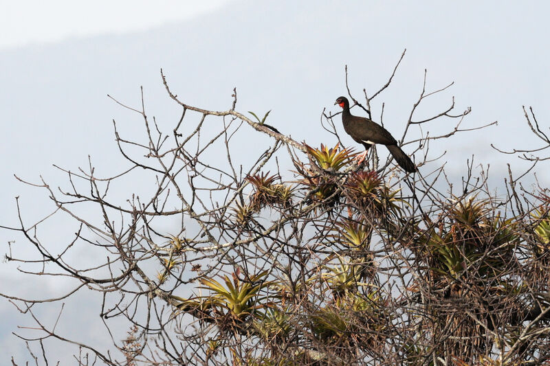 White-winged Guanadult