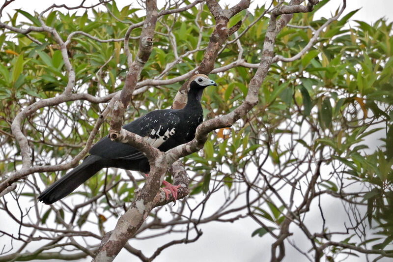 Blue-throated Piping Guan