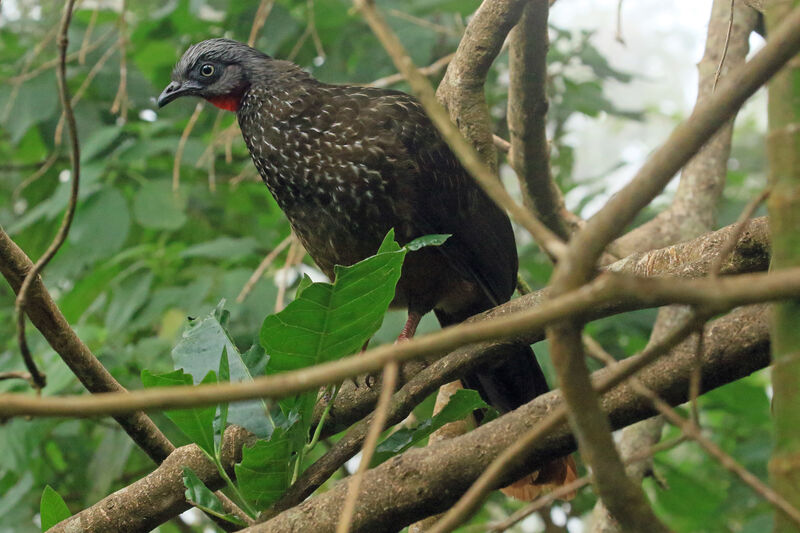 Band-tailed Guanadult