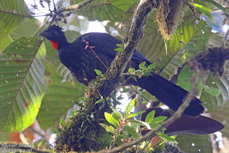 Baudo Guanadult, identification