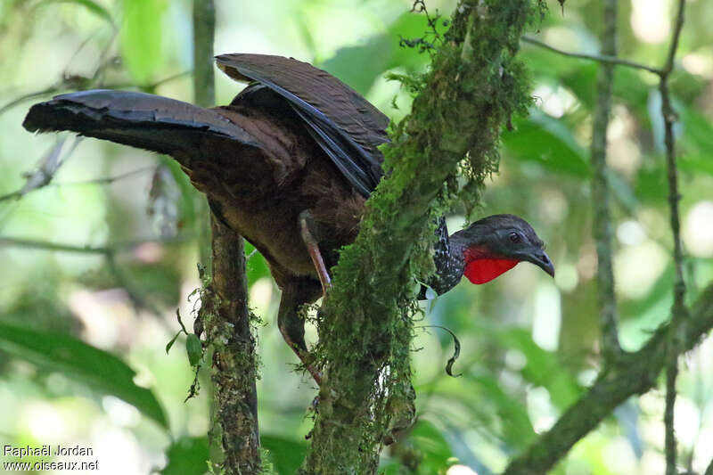 Pénélope de Caucaadulte, habitat, Comportement