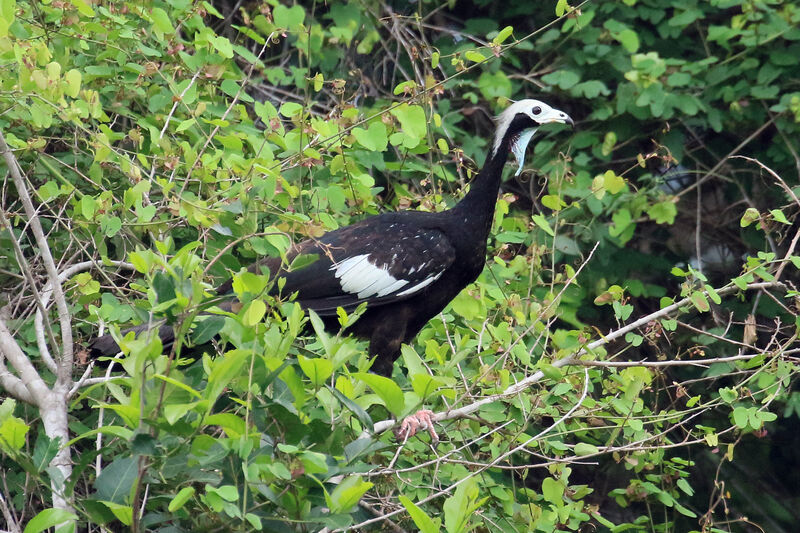 White-throated Piping Guan