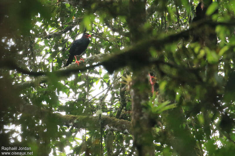 Highland Guan male adult, identification