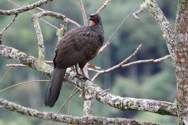 Dusky-legged Guan