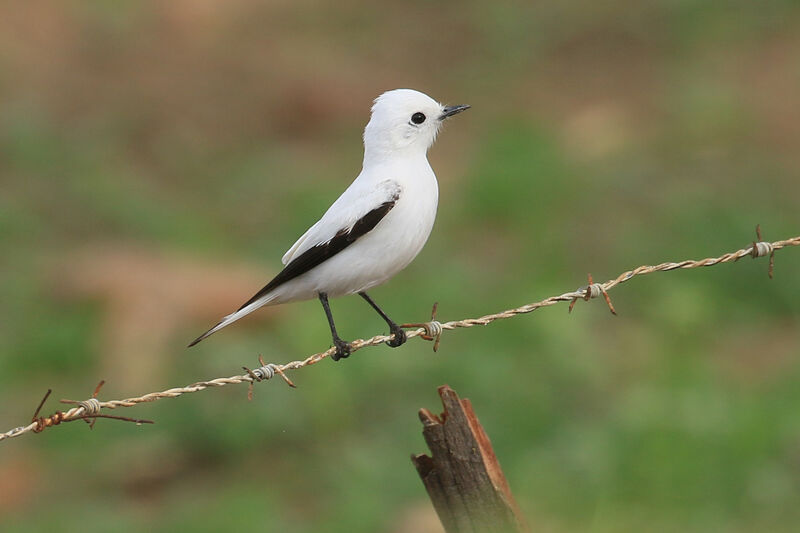 White Monjitaadult