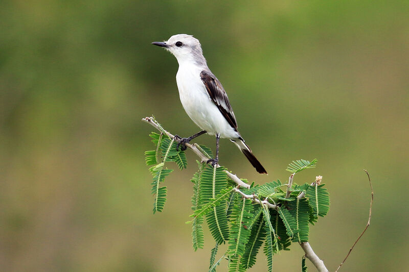 White-rumped Monjitaadult