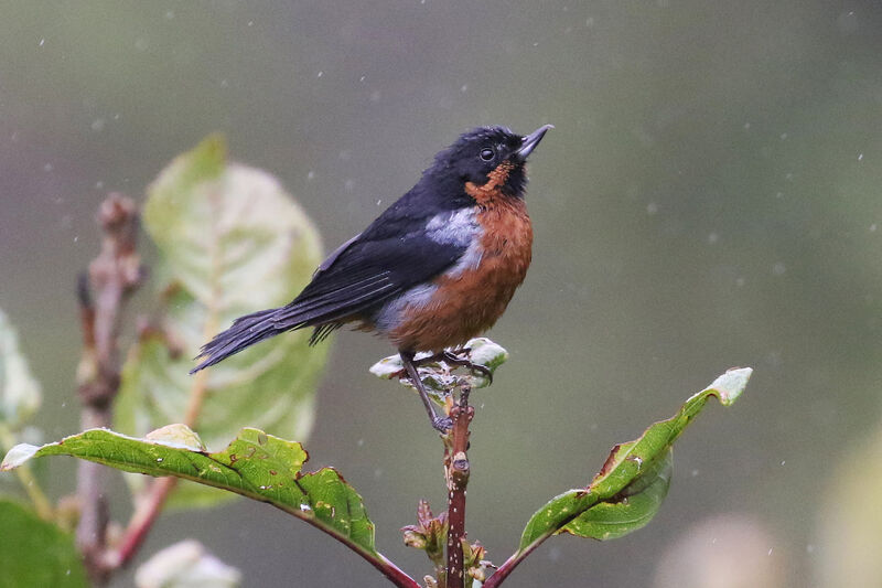 Black-throated Flowerpierceradult