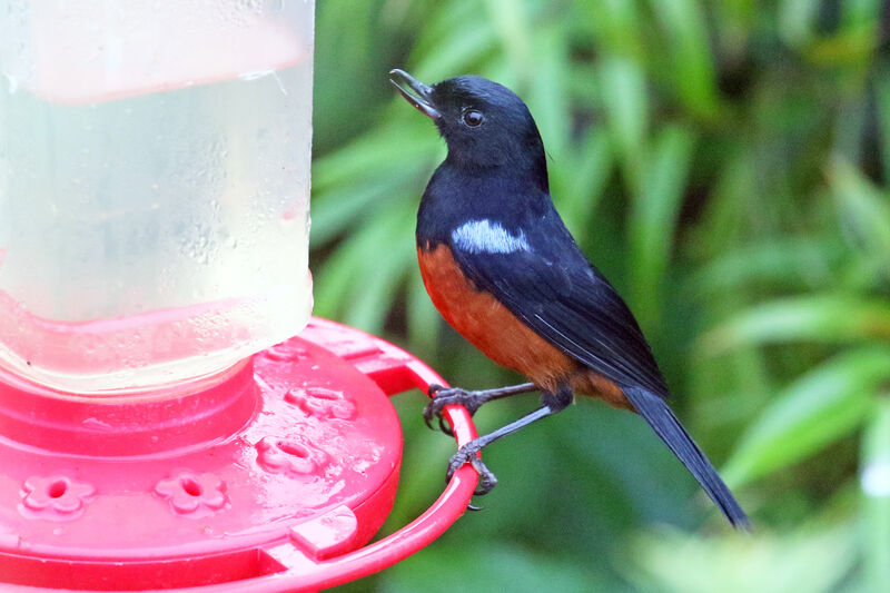 Chestnut-bellied Flowerpiercer