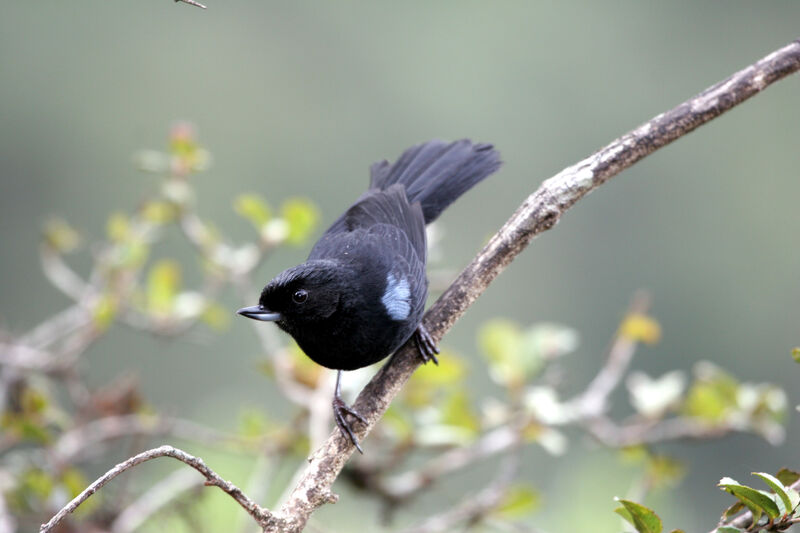 Glossy Flowerpierceradult