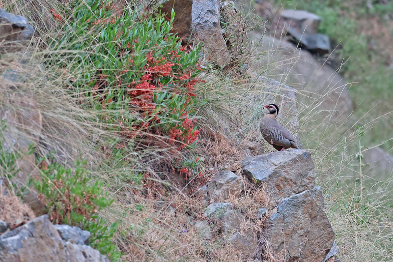 Arabian Partridge